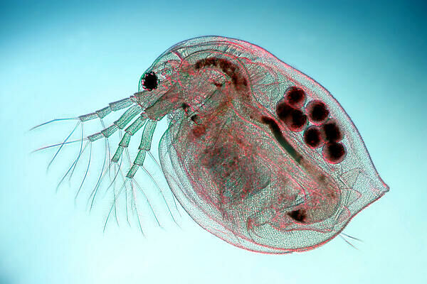 Imagem do Daphnia